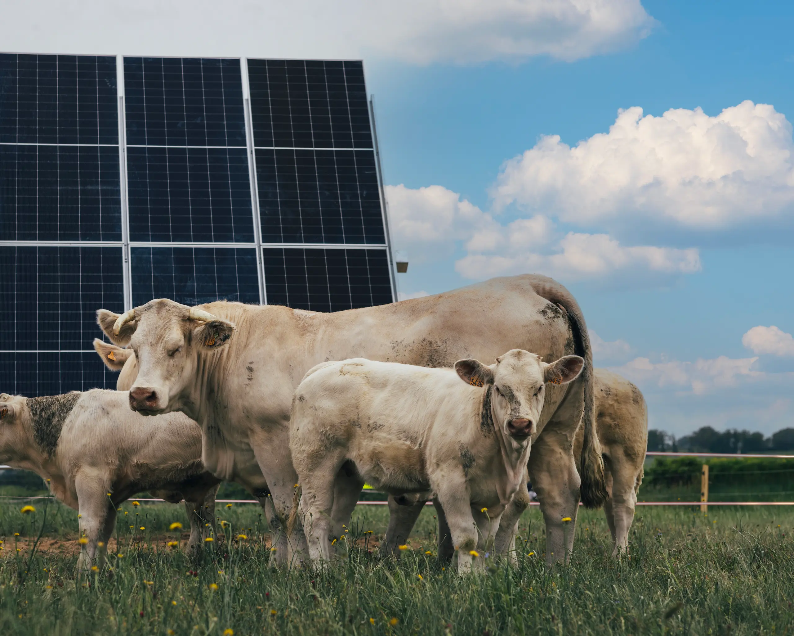 Une élevage bovin qui pâture à côté des panneaux solaires de l'ombrière d'élevage tse