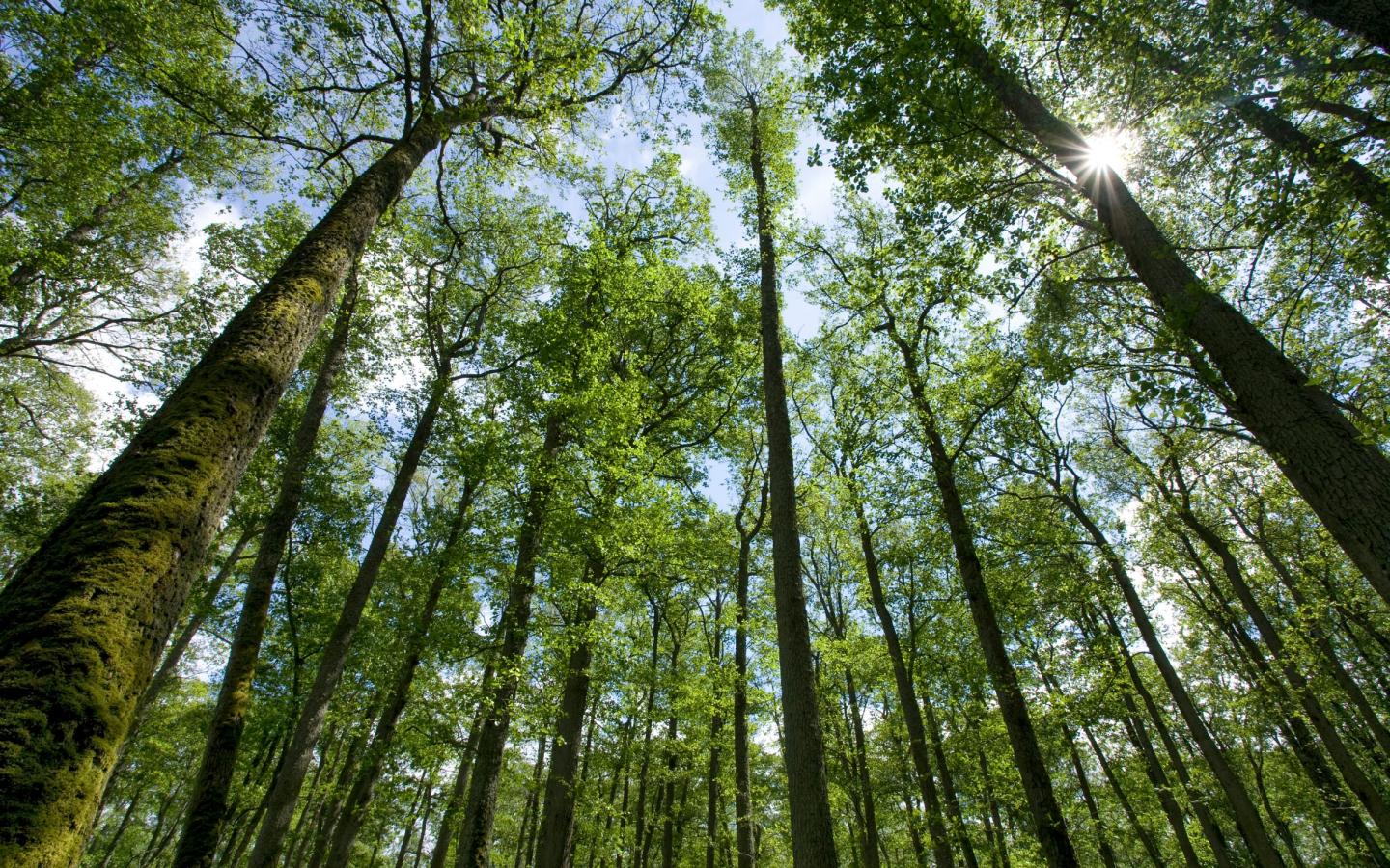 TSE supports the Nature Impact fund: a new way of financing the protection of our forests