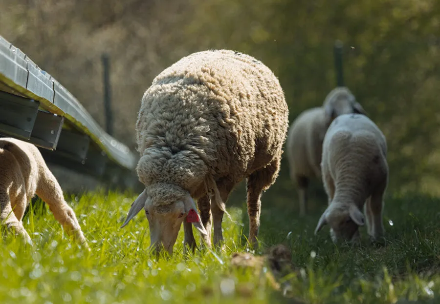 TSE signe la charte de la Fédération Nationale Ovine