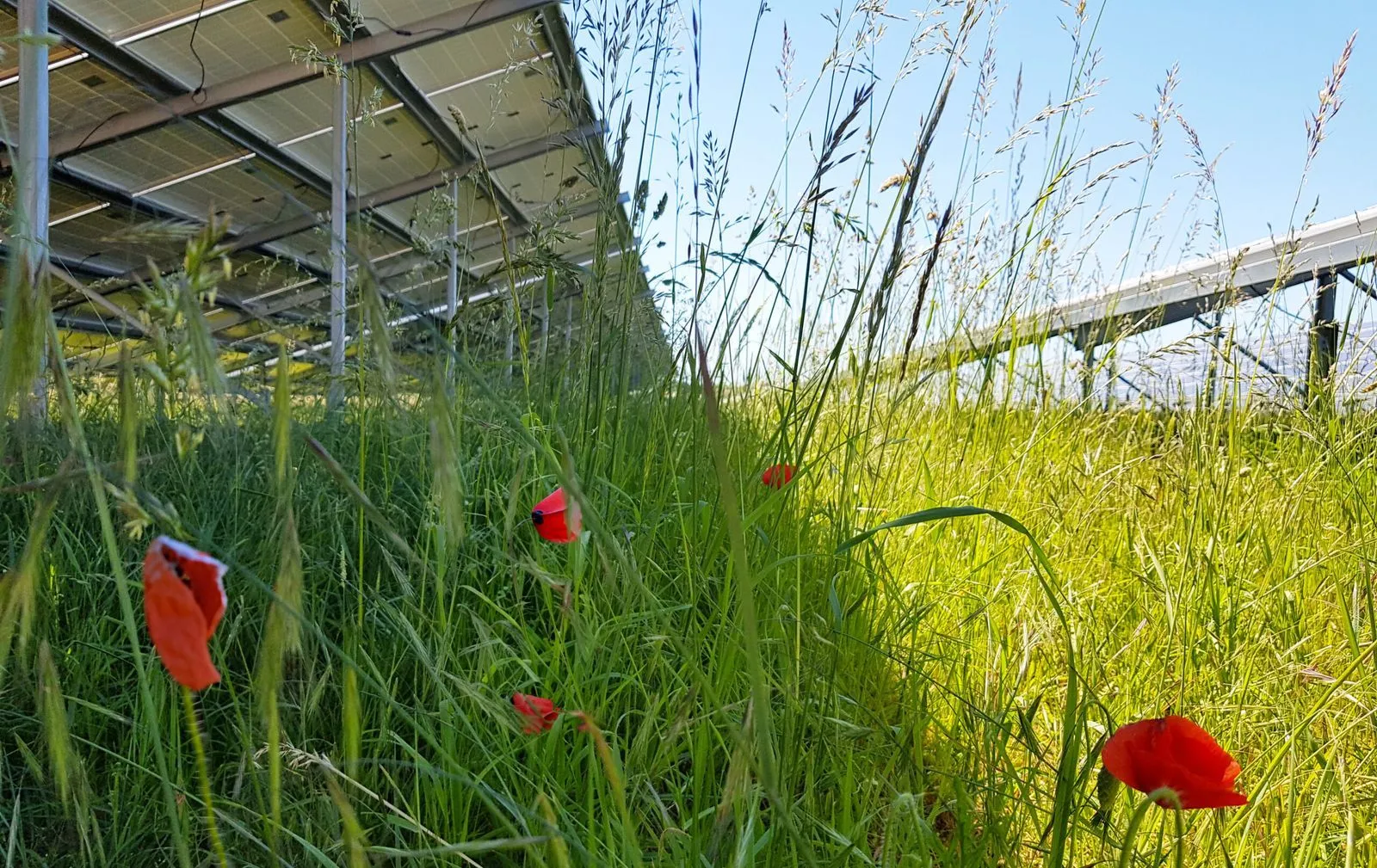 TSE is committed to measuring and reducing its biodiversity footprint (GBS)