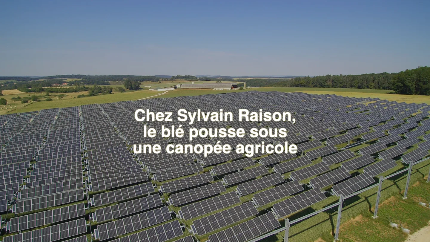 Chez Sylvain Raison, le blé pousse sous une canopée agricole - Reportage de la France Agricole
