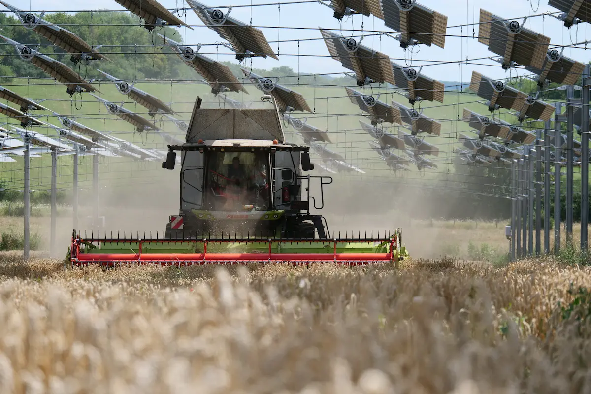 Agrivoltaics in field crops: wheat cultivates its potential under the agricultural canopy