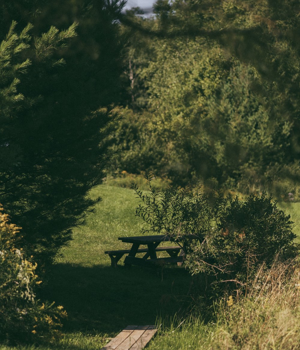 A walk in the forest