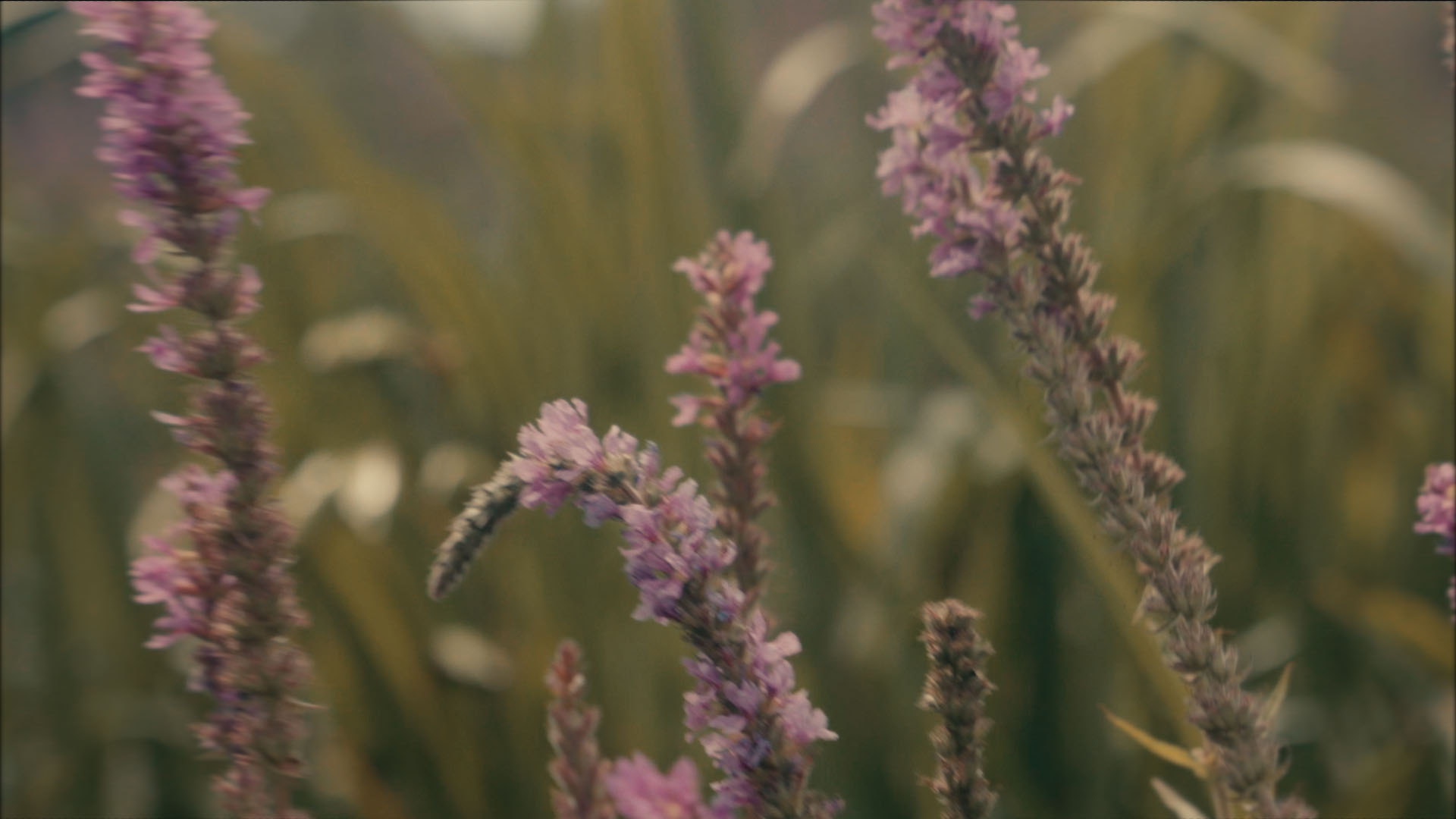 Lavendel