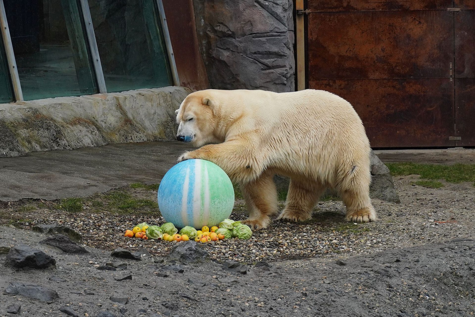 Paten-Eisbär "Sprinter" von RKS im Zoo Hannover