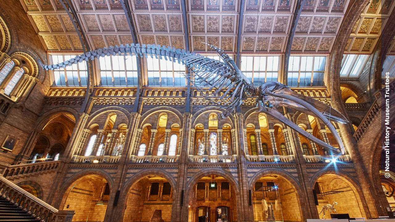 Natural History Museum transforms adoption and visibility with HaloITSM