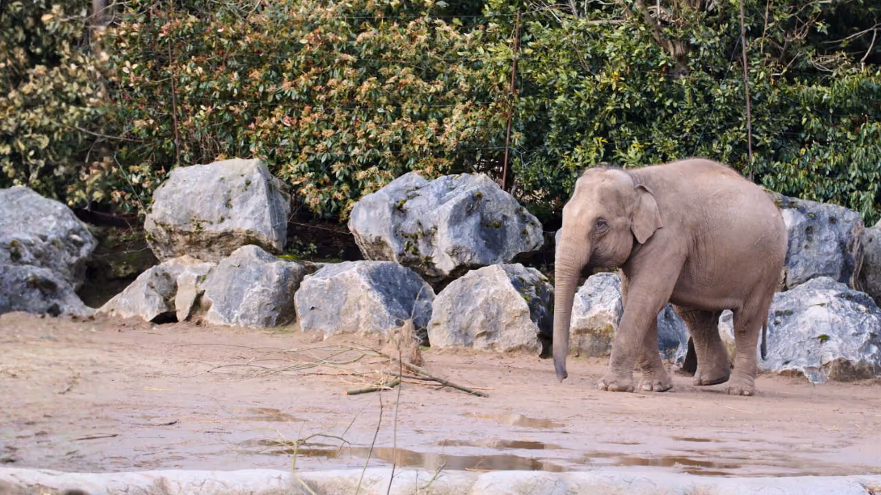 How Chester Zoo Brought Control to a Complex Operation with Halo