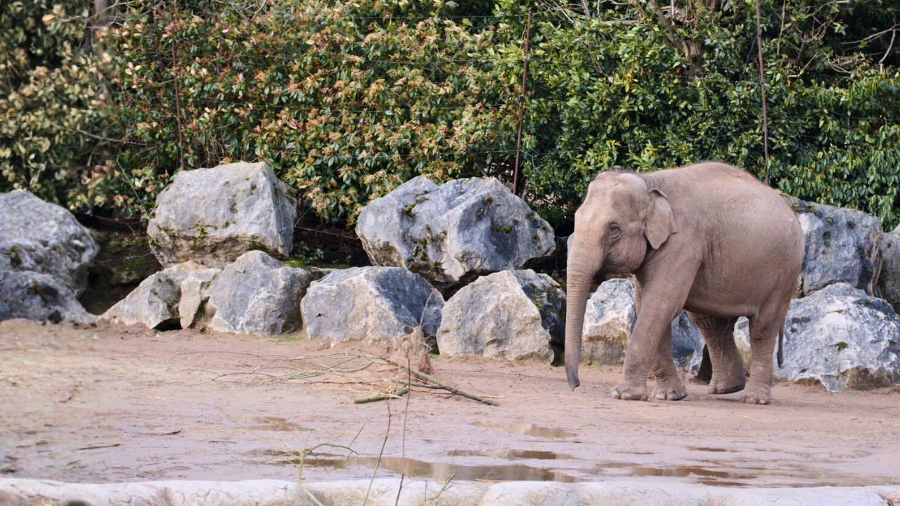 How Chester Zoo Brought Control to a Complex Operation with Halo