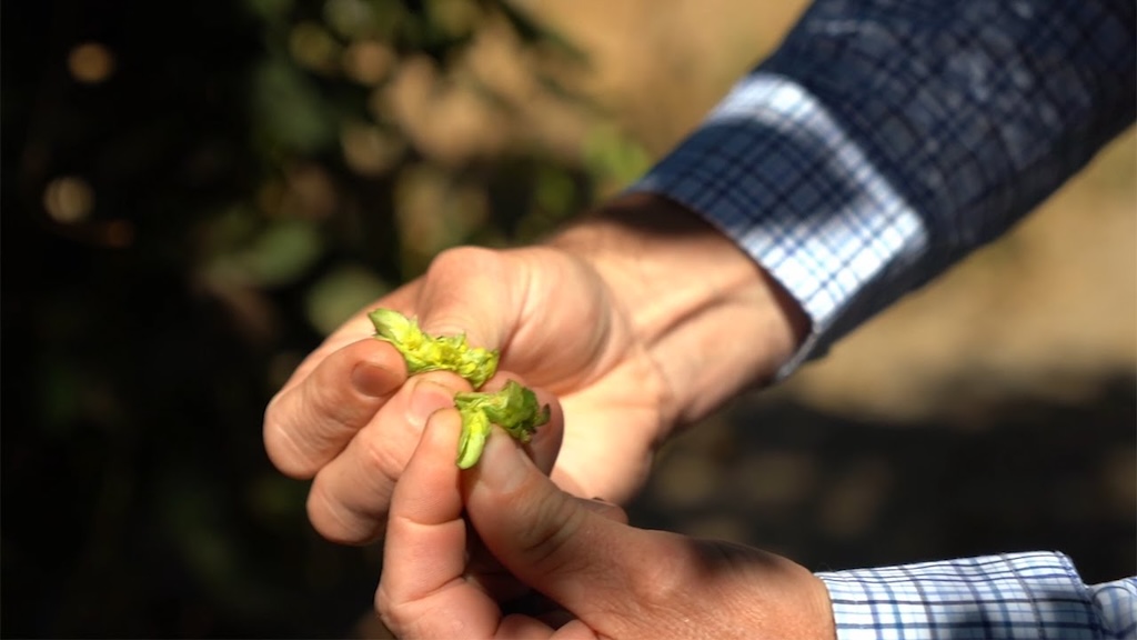 Close-up of hop production process demonstrating advanced brewing and hop technology solutions