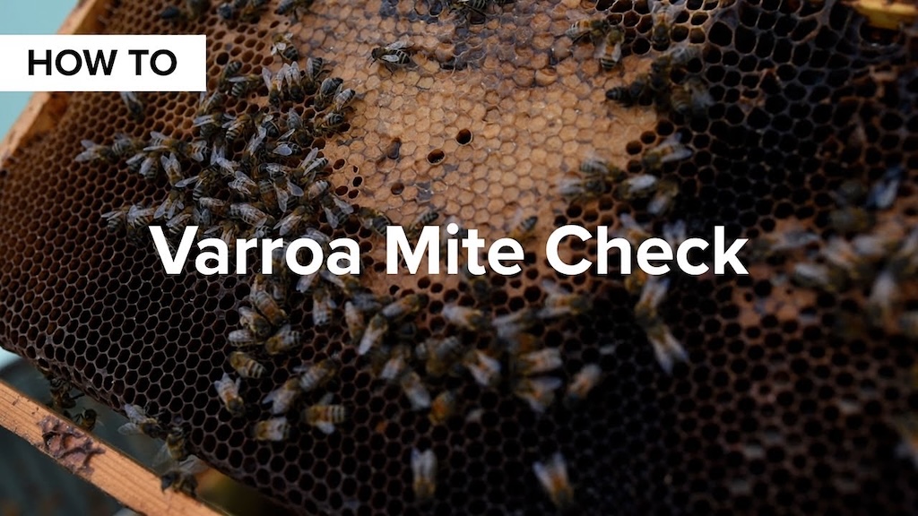 Beekeeping tutorial showing how to perform a varroa mite check on honey bee hive frames