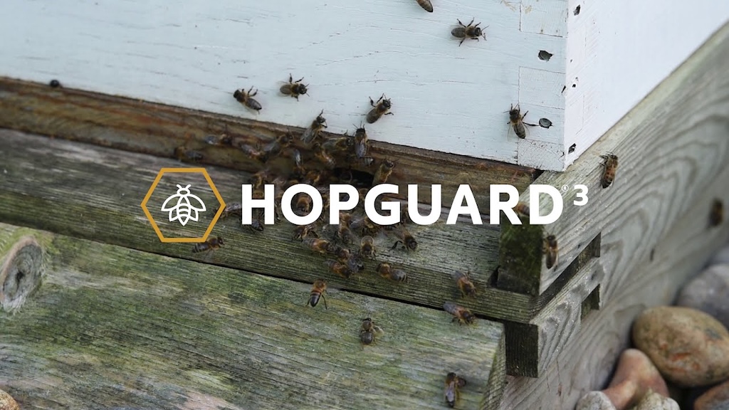 Beekeepers managing healthy bee colonies and maintaining hive wellness in outdoor apiary