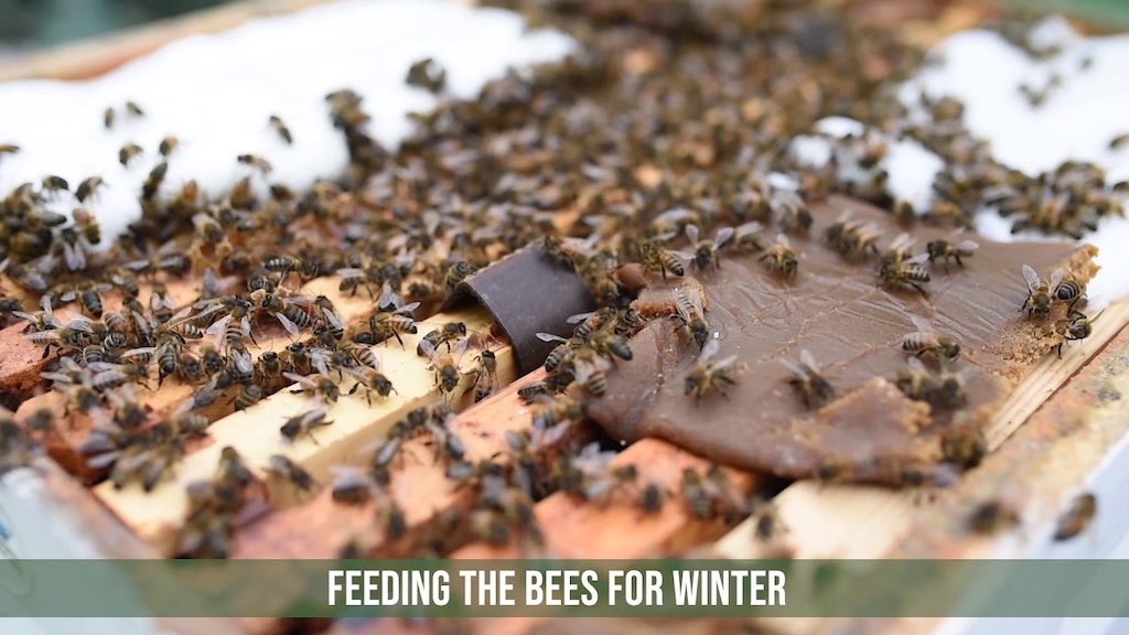 Honey bees feeding before winter preparation to support colony health and survival