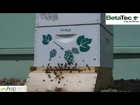 BetaTec bee hive technology and honey bee management solutions for healthy colonies