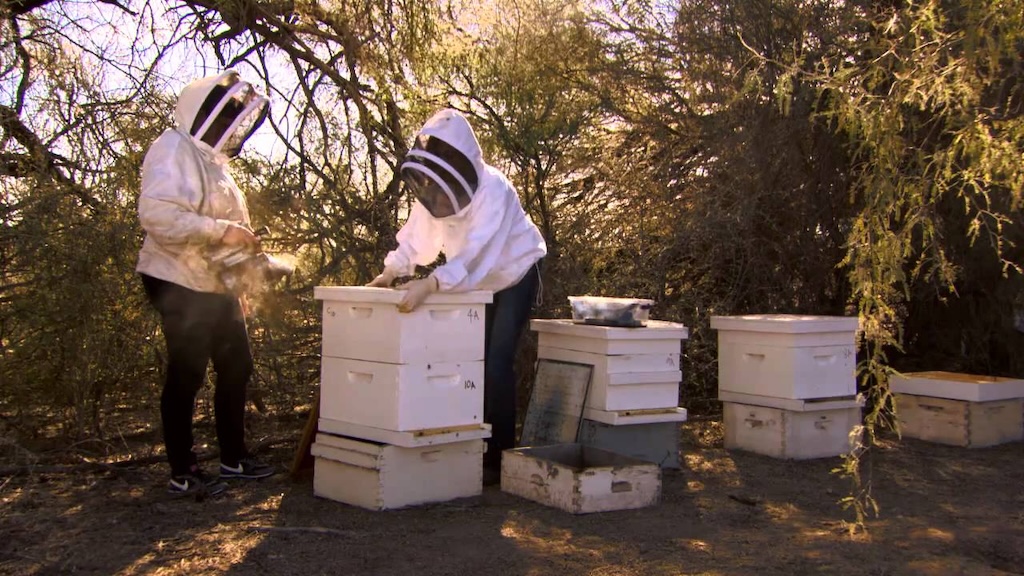 HopGuard varroa mite control treatment for honey bee colony protection and hive health