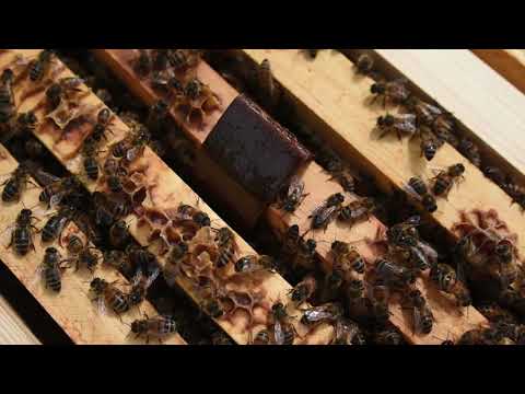 HopGuard3 natural varroa mite control treatment applied inside a honey bee hive for colony health protection
