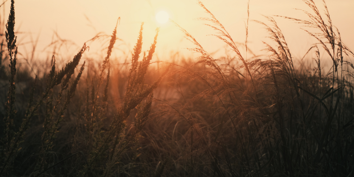 Celebrating Advent: Week 3