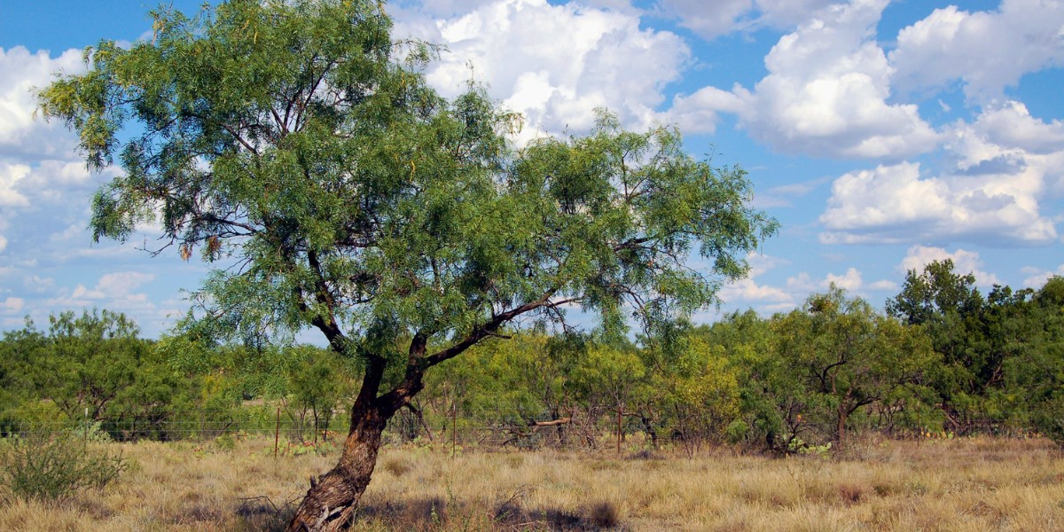 Rooted! Lessons on emotional resilience from a stubborn mesquite tree.