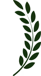 Ramo di foglie verdi su sfondo trasparente.