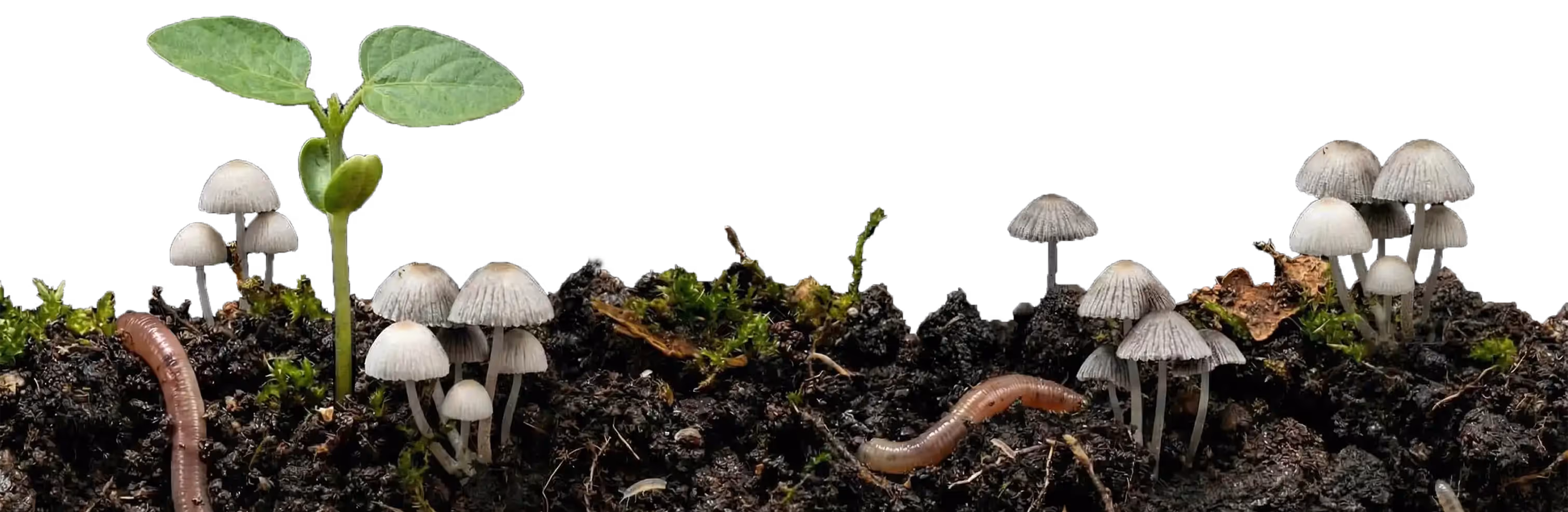 Small green plant, mushrooms, and earthworms growing in dark soil with moss patches.