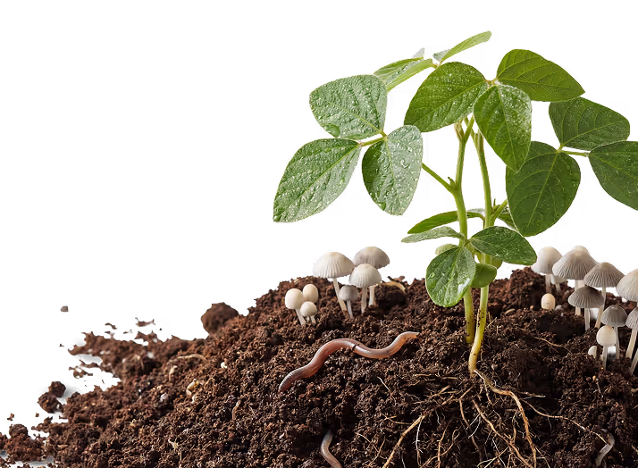 Young green plant with roots in soil showing earthworm and mushrooms growing around it.