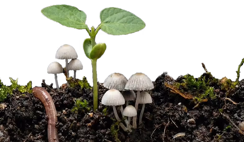 Green seedling growing in soil with small white mushrooms and an earthworm nearby.