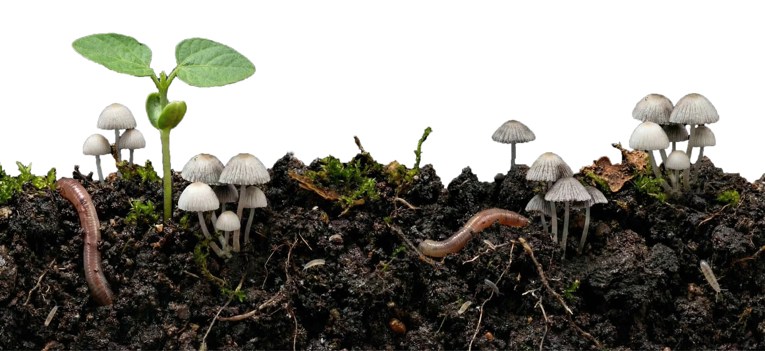 Green seedling, white mushrooms, earthworms, and soil life on dark soil under black background.