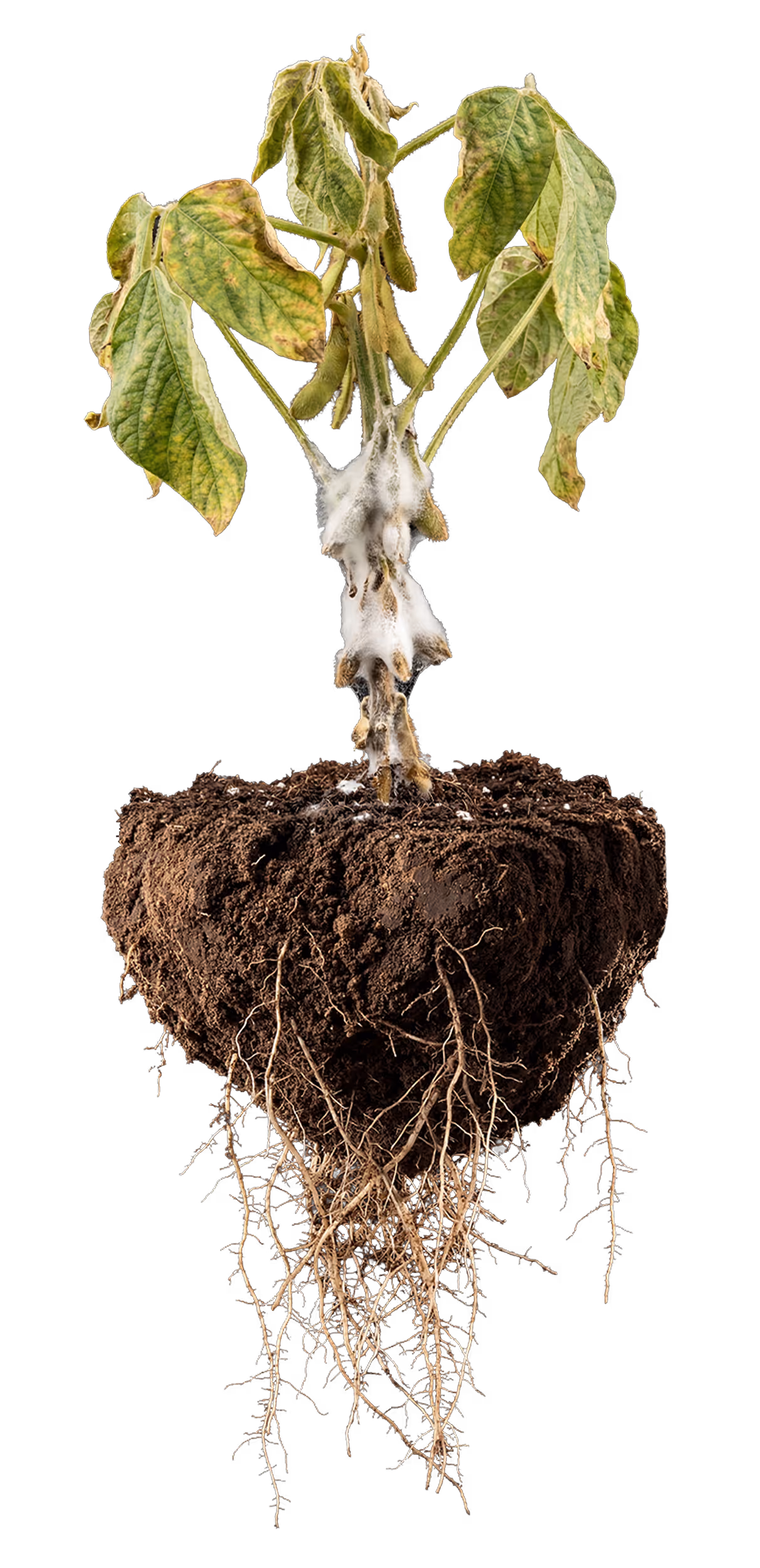 Soybean plant with wilted leaves, white mold on stem and pods, and roots in soil clump.