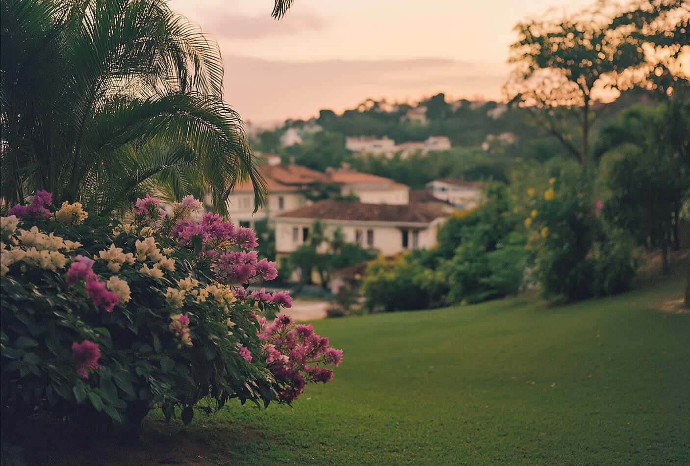 Lush garden with pink and white flowers and palm trees overlooking houses and hills at sunset.