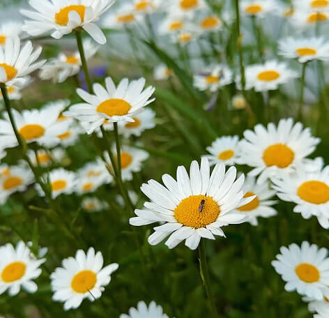 Close-up of white daisies with yellow centers in a green field, one daisy has a small insect on its center.