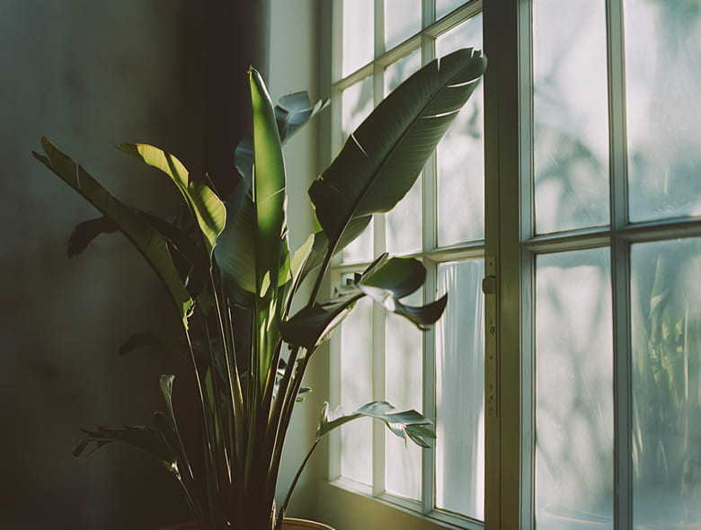 Large leafy green plant placed near a window with diffused sunlight coming through frosted glass panes.