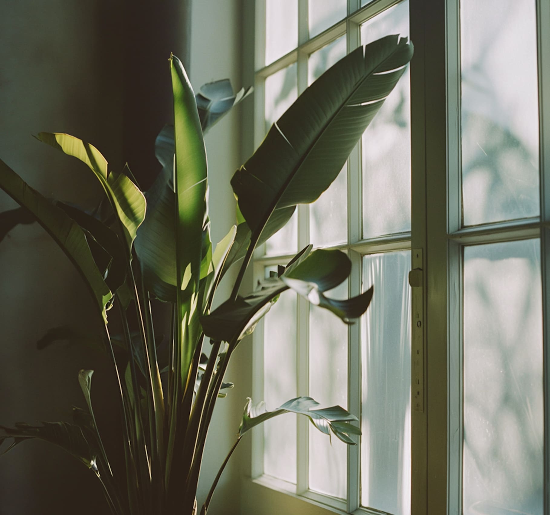 Green tropical plant with large leaves illuminated by sunlight in front of a white window.