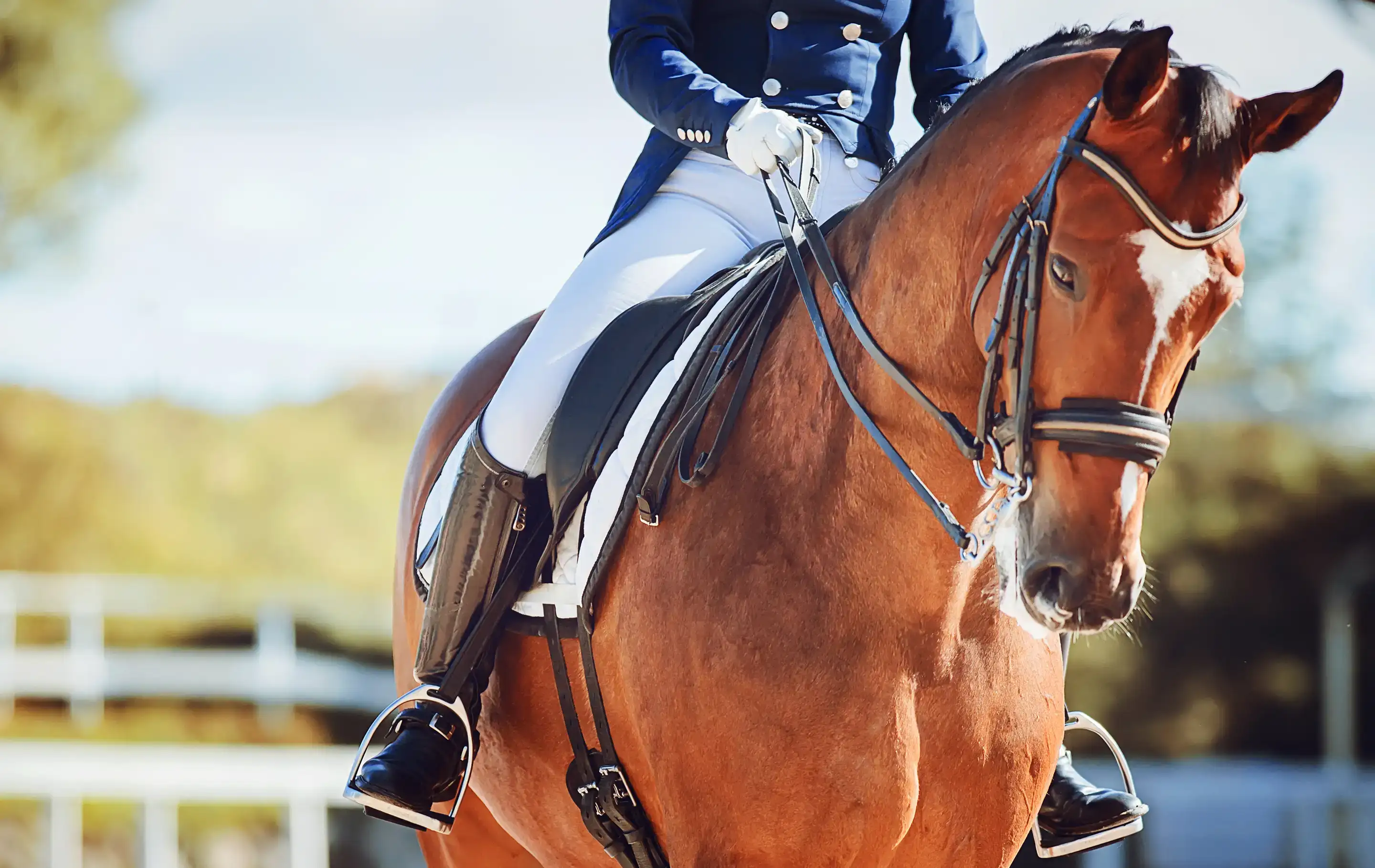 PSR GmbH | Equestrian