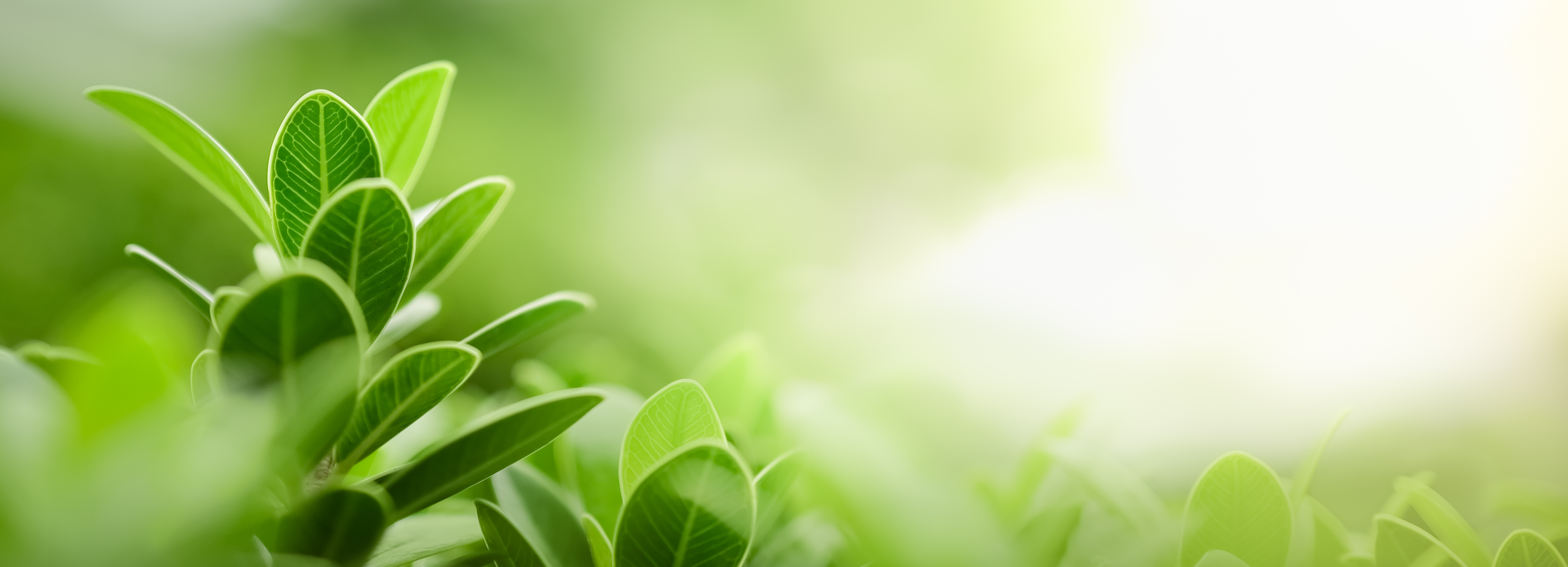 A flower background