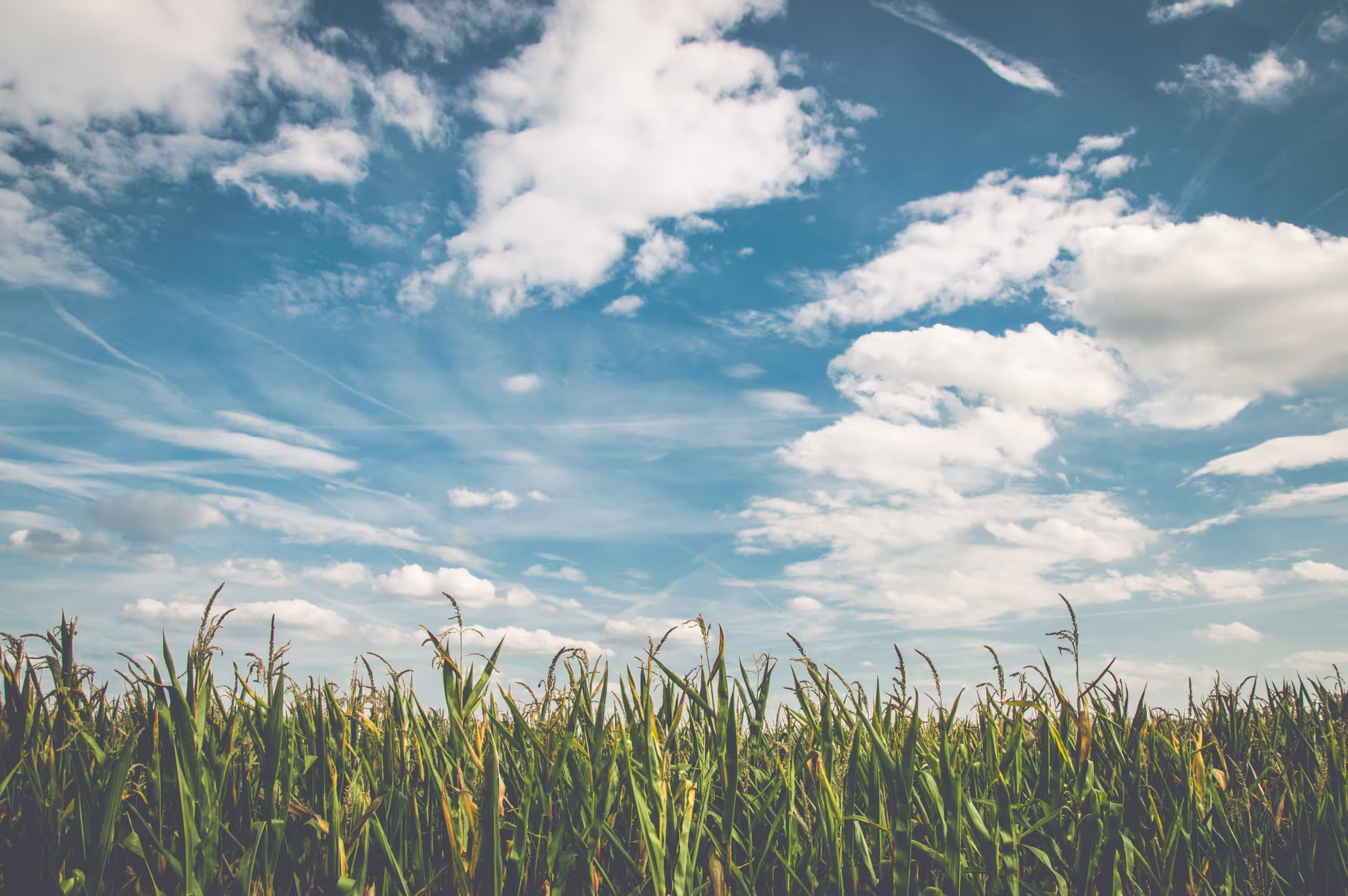farm crops