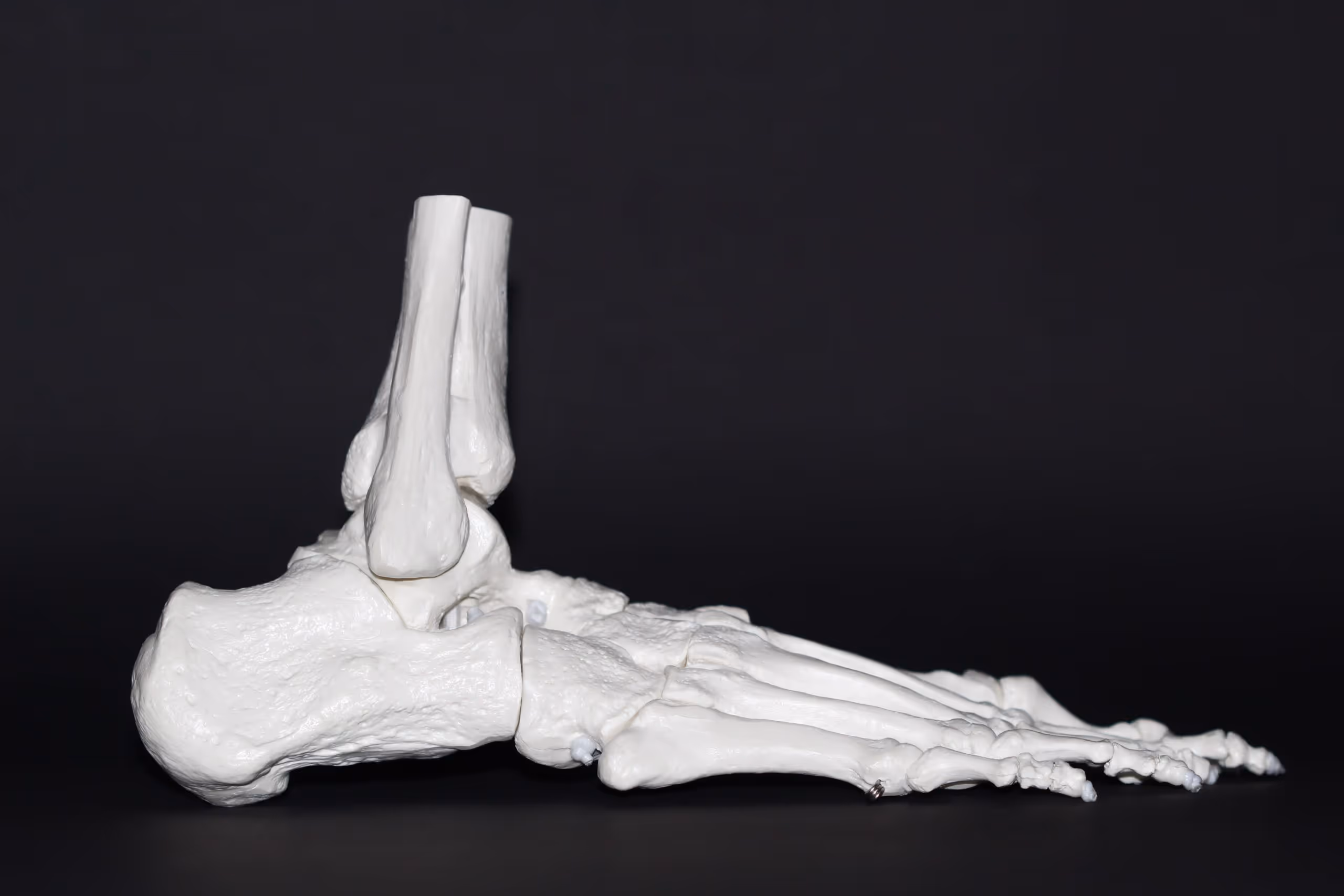 a foot of a skeleton