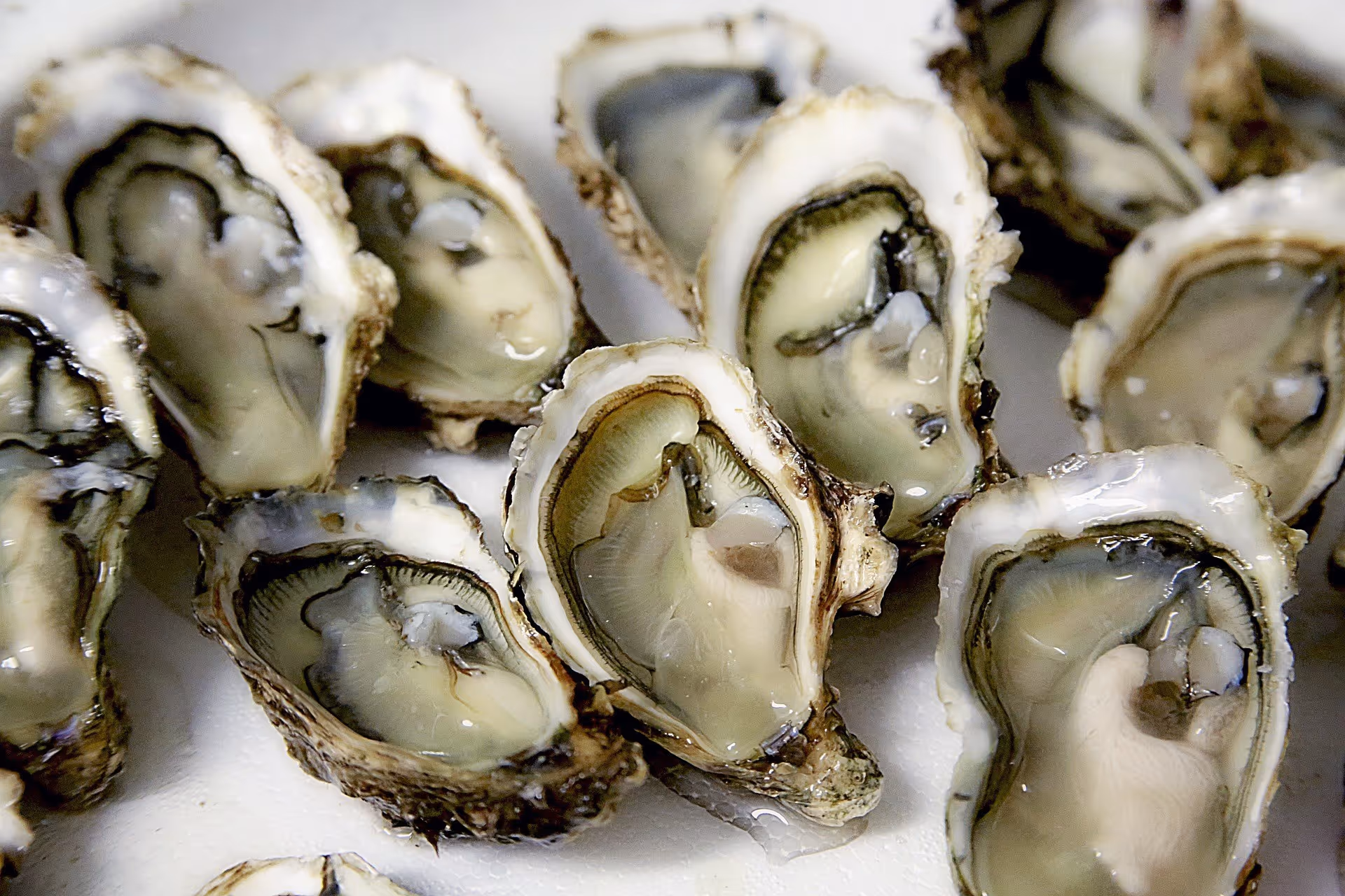 Oysters on ice