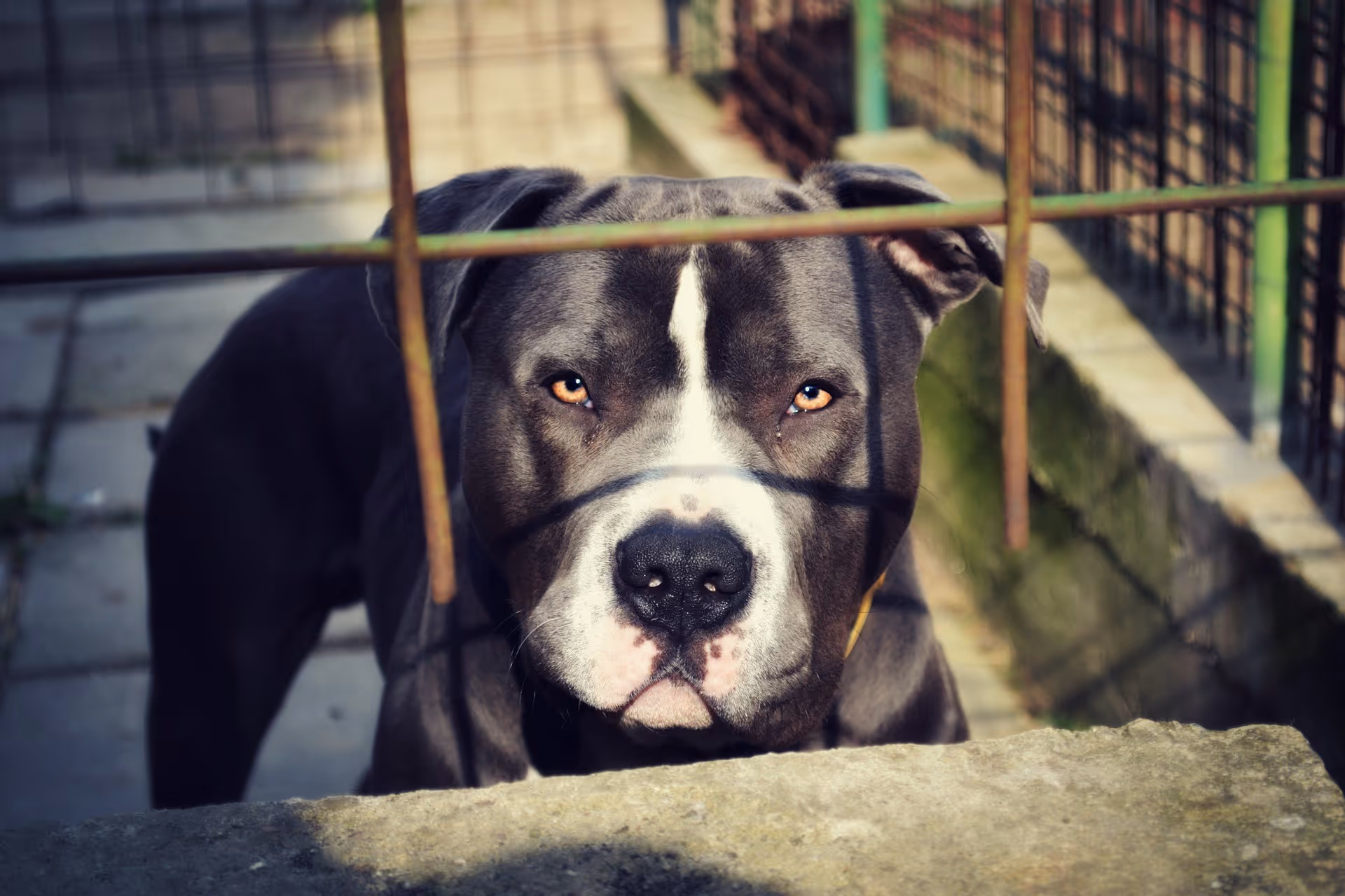 A pit bull behind a steel grate looking aggressive