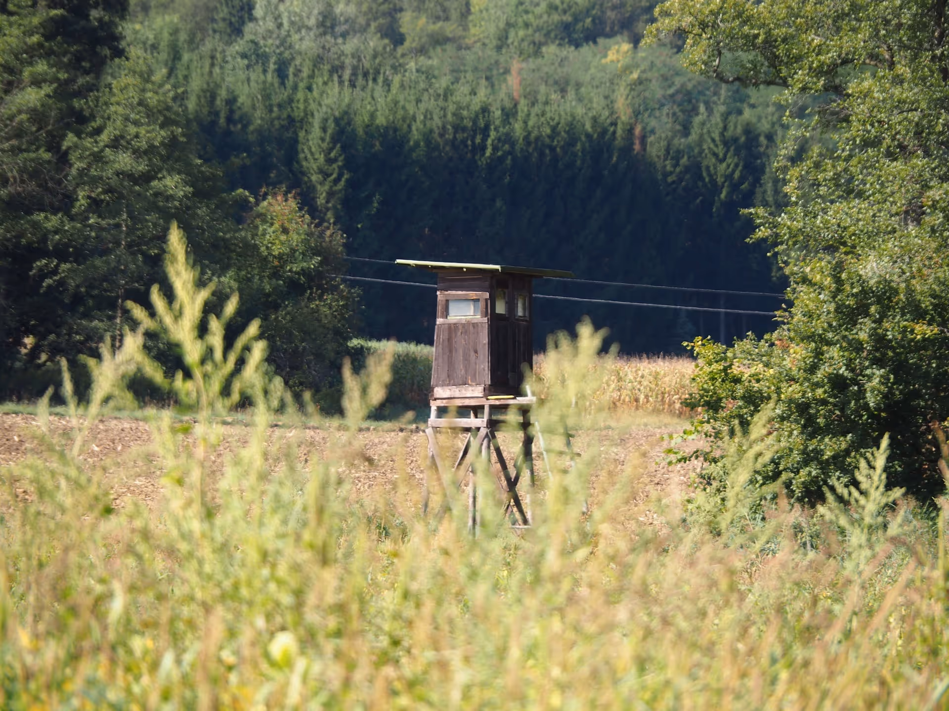 A tree stand in a field at the edge of the woods