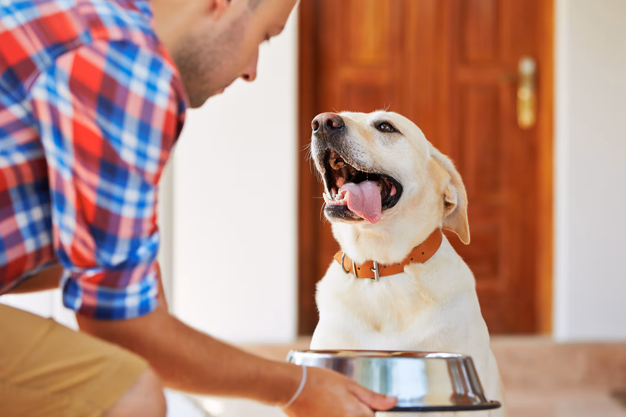 A labrador about to eat from a bowl of dog food