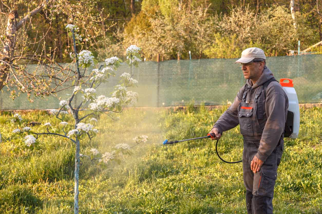 A man spraying paraquat on crops