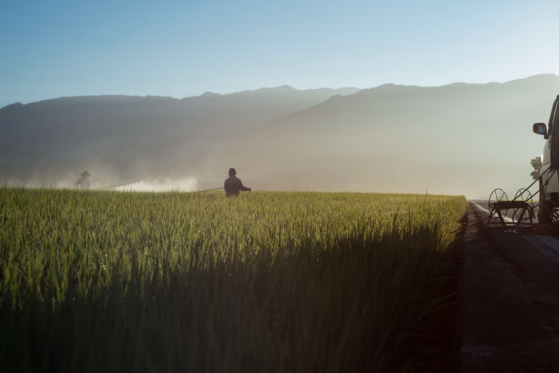 chlorpyrifos