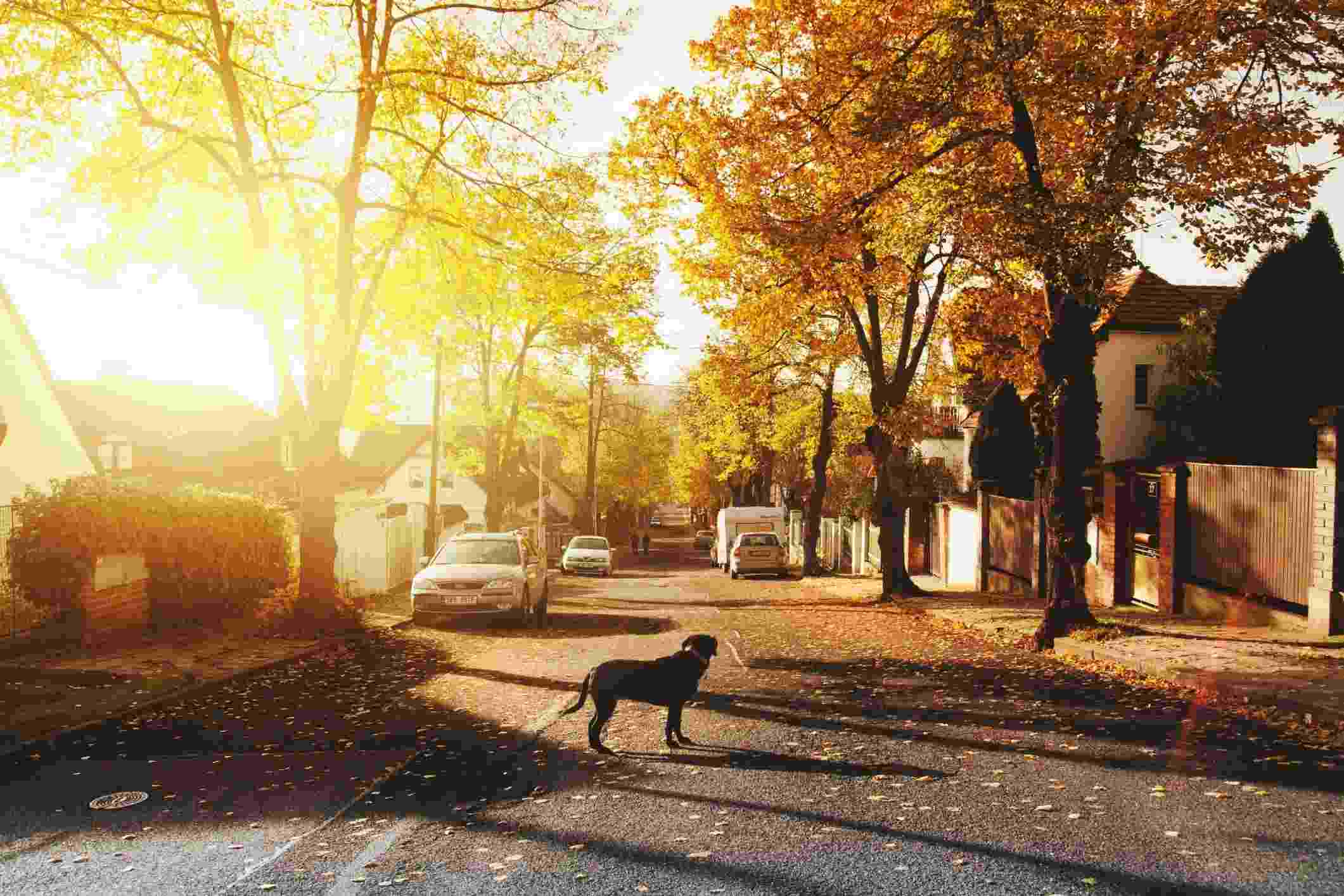 dog in residential street