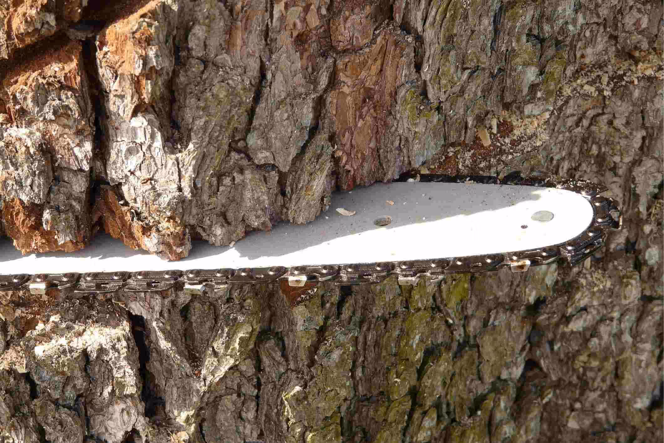 A chainsaw cutting into the bark of a tree