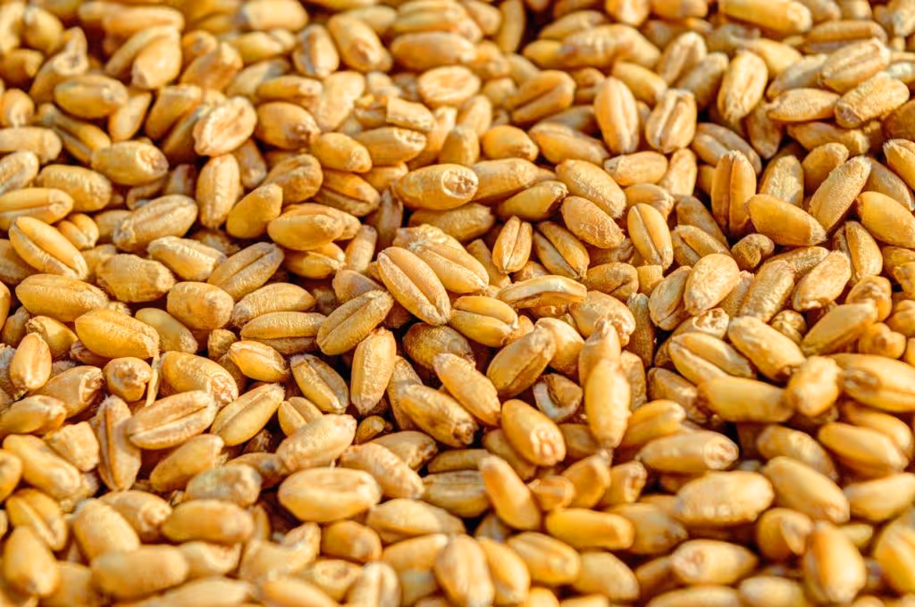 grain