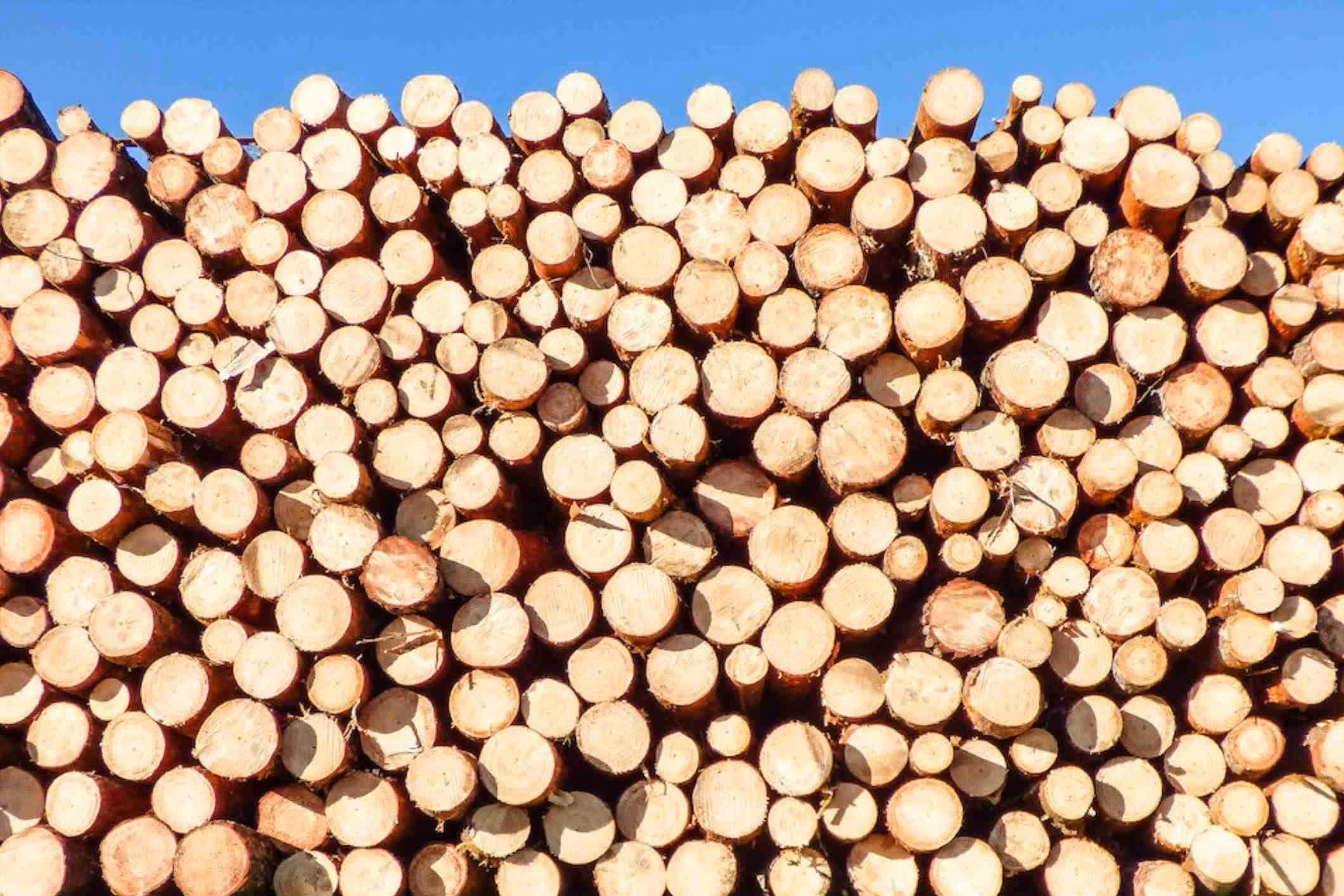 Stacked trees cut and stacked at a logging operation