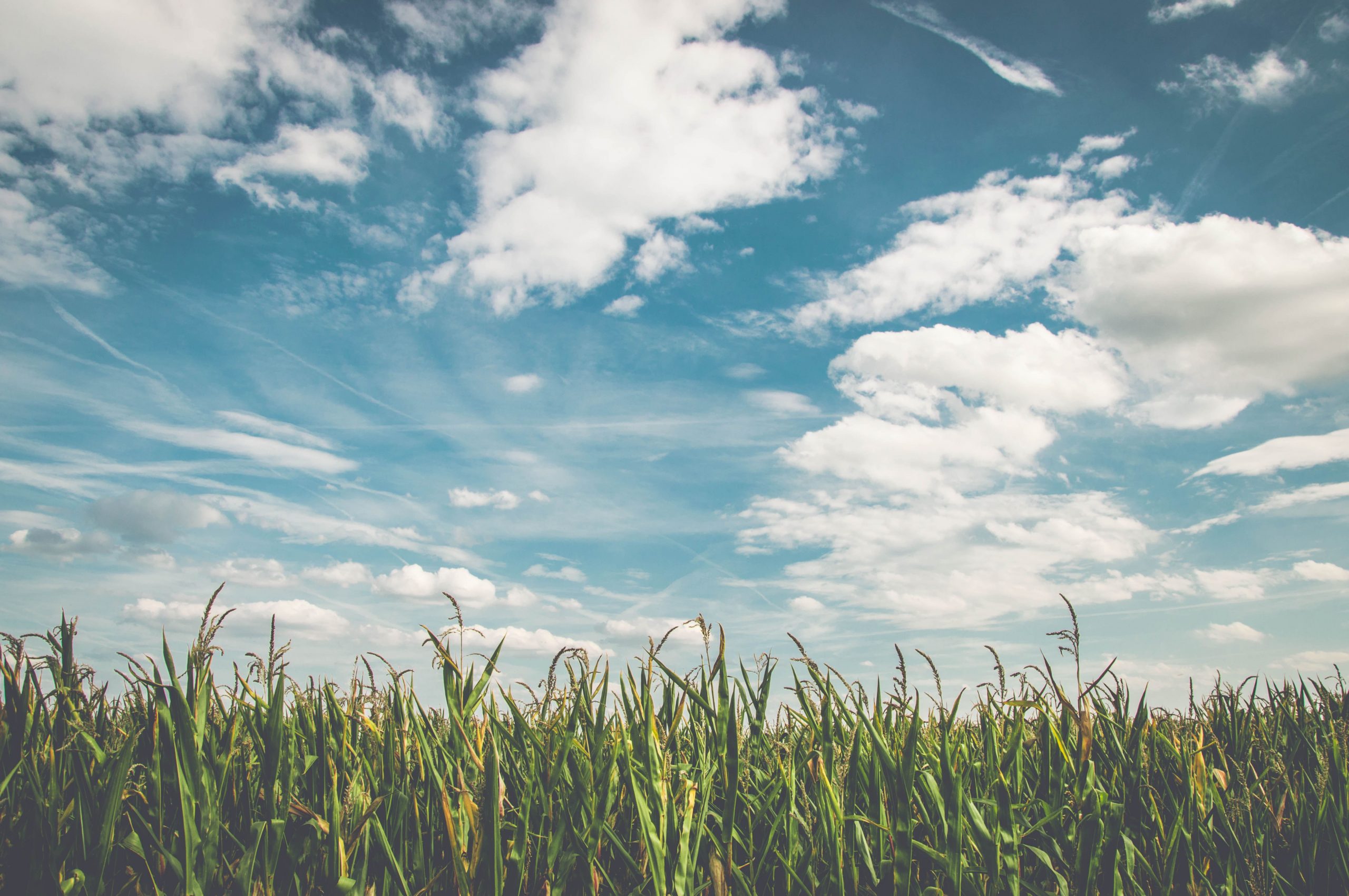 farm crops