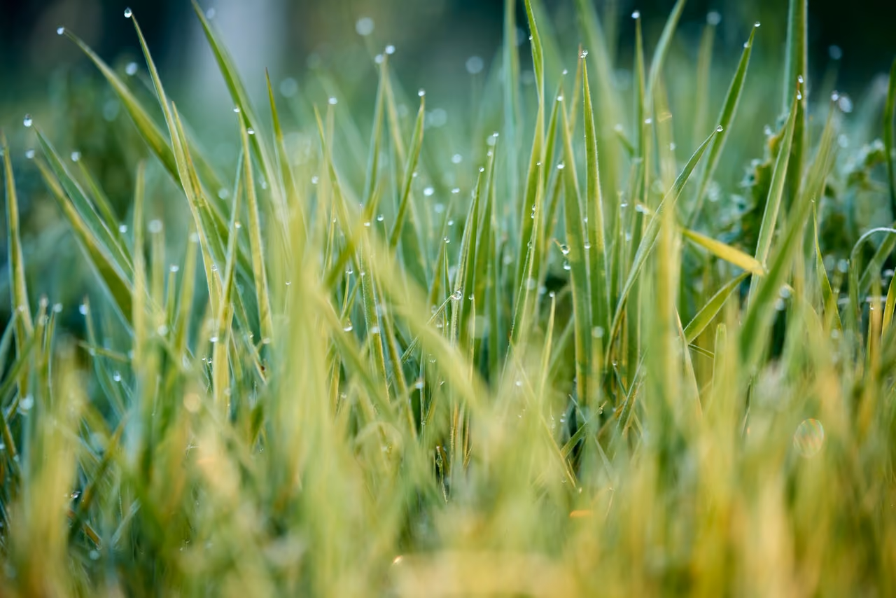 Bayer's Monsanto has proposed a $7.25 billion Roundup cancer settlement in 2026. If you or a loved one developed Non-Hodgkin lymphoma after Roundup exposure, you may still file a claim. Contact The Lyon Firm today.