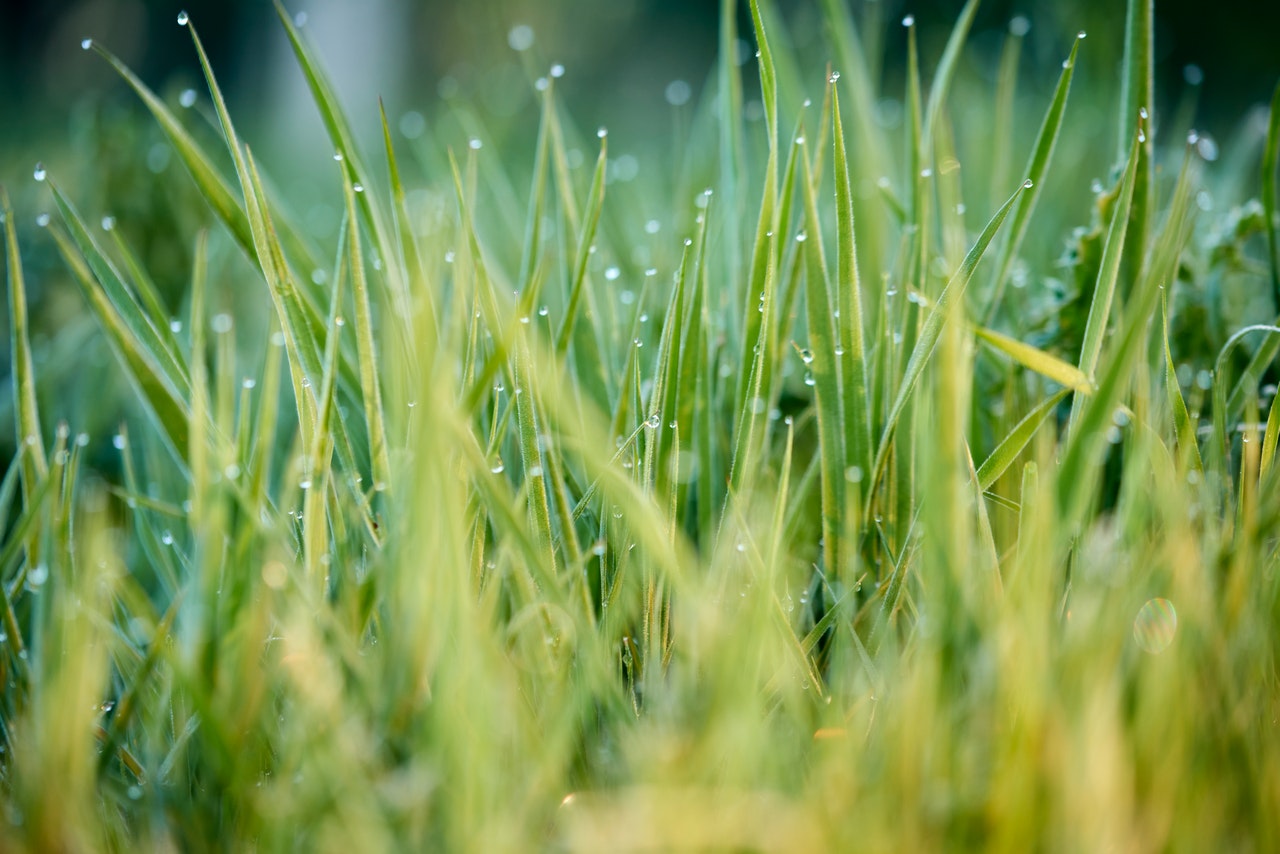 Bayer's Monsanto has proposed a $7.25 billion Roundup cancer settlement in 2026. If you or a loved one developed Non-Hodgkin lymphoma after Roundup exposure, you may still file a claim. Contact The Lyon Firm today.