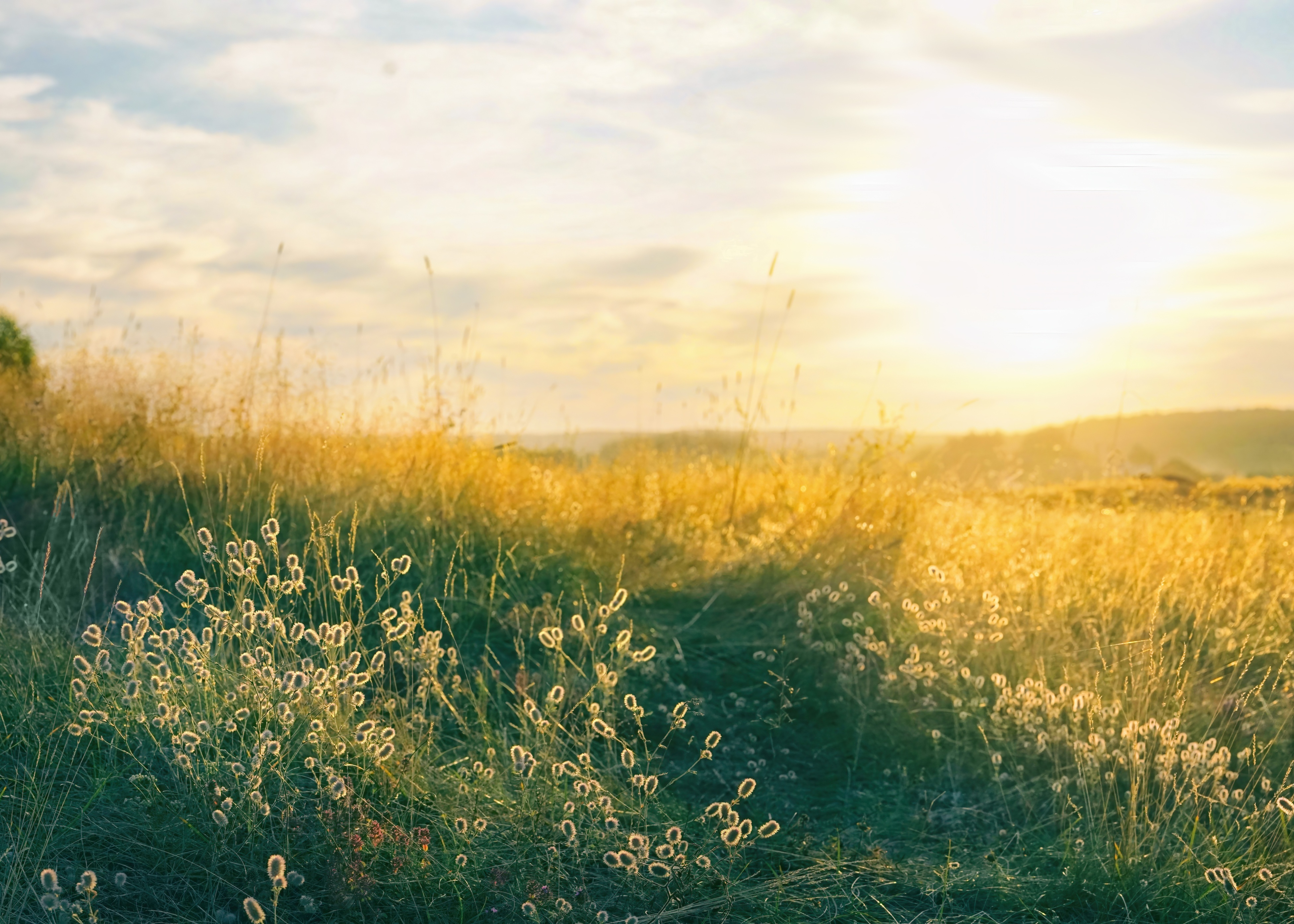Sunset over a field with tall grass and fluffy plants along a narrow dirt path.