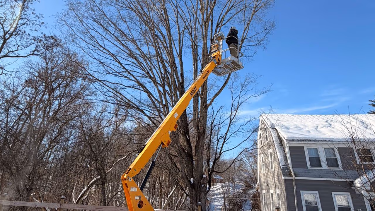 Expert tree care services near me for homeowners